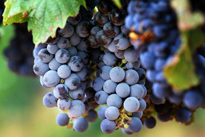 Hrvatska ima znatan višak vina