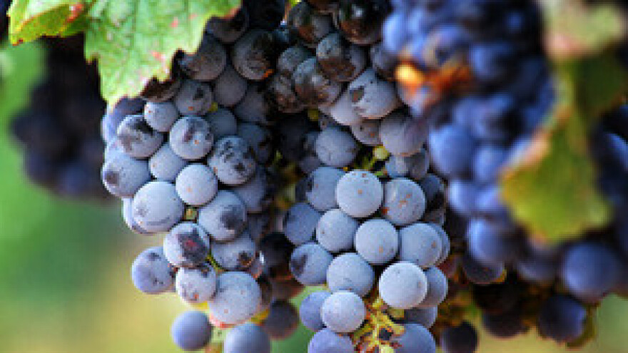 Hrvatska ima znatan višak vina