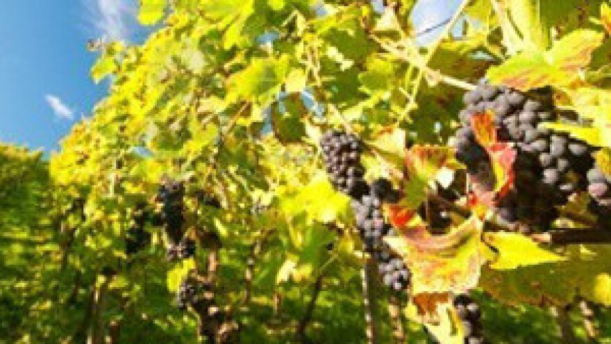 Feravino - milijunska ulaganja donose rezultate