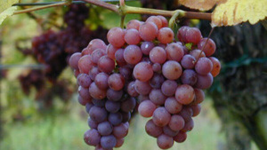 Poznati iločki traminac osvaja Češku