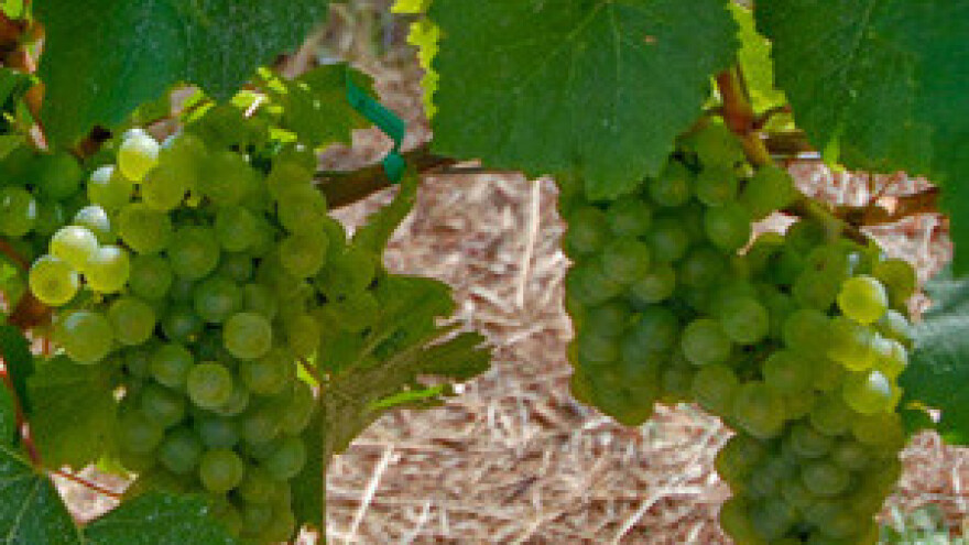 Amerikanci preporučuju malvaziju