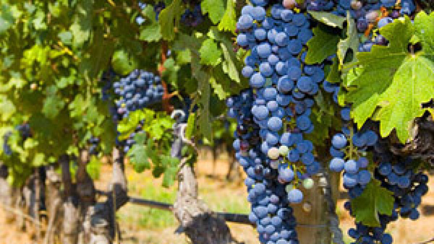 Regionalna manifestacija "Putevima vina"