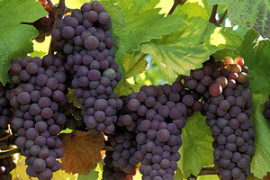 Radionica o organskom vinogradarstvu i vinarstvu
