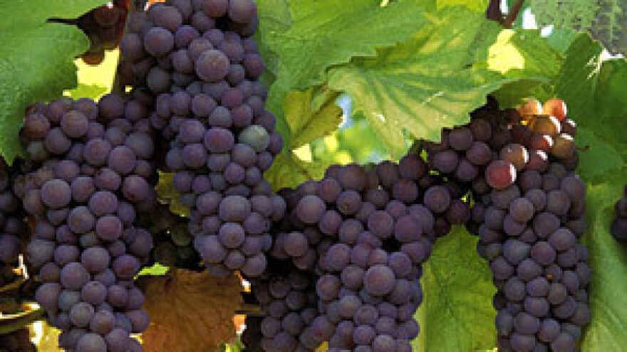 Radionica o organskom vinogradarstvu i vinarstvu