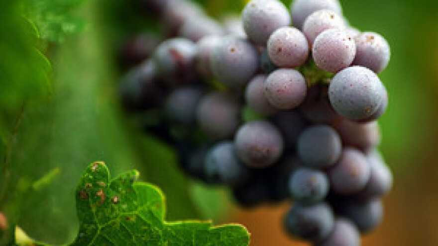 Kutjevački vinari ponovno u jednoj udruzi