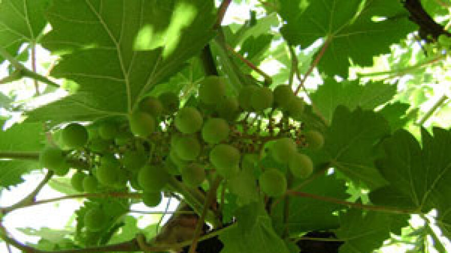 "Dalmacijavino"- radnici opet u štrajku