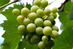 Hrvatska godišnje proizvede milijun hektolitara vina