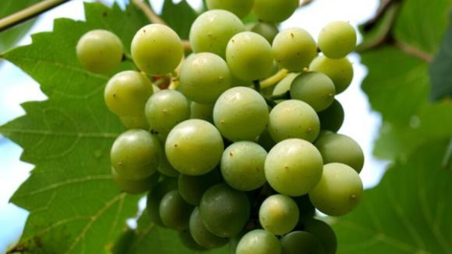 Hrvatska godišnje proizvede milijun hektolitara vina