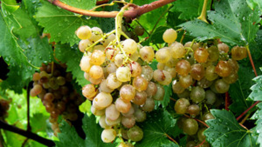 Misni traminac ledene berbe 2012. možda i svjetski šampion