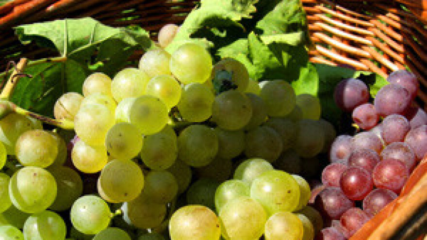 Integrirana proizvodnja grožđa