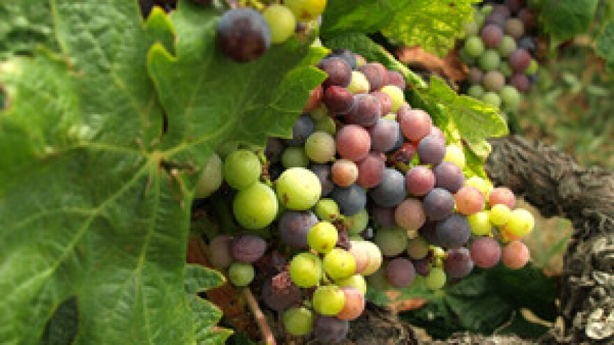 Proizvodnja vina po EU standardima