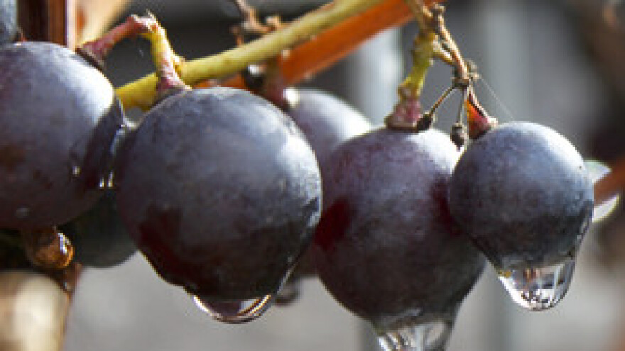 Održana Smotra vina istočne Istre