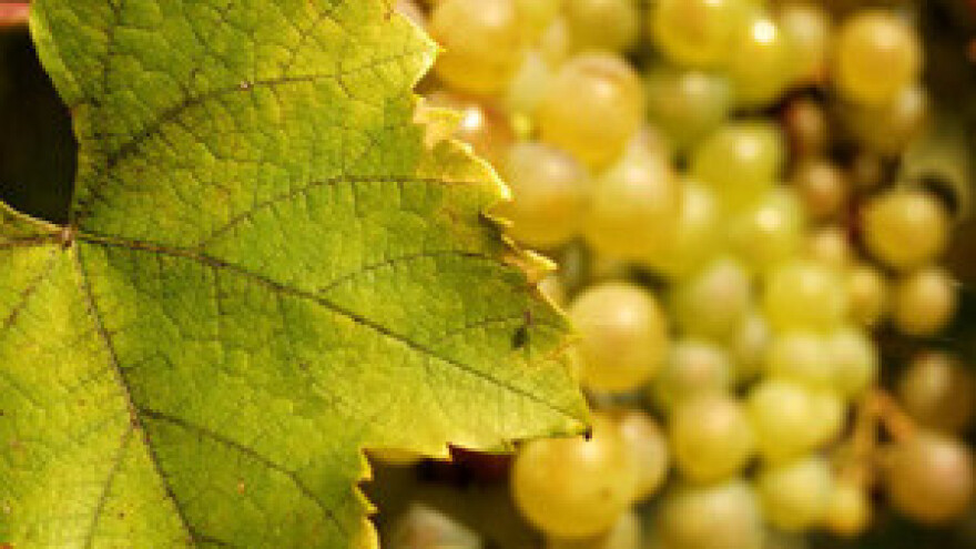 Berbom grožđa do turista