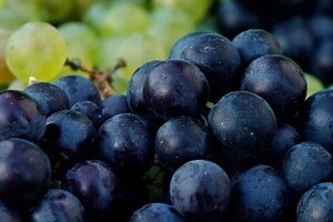 Iločki vinogradari na rubu bankrota
