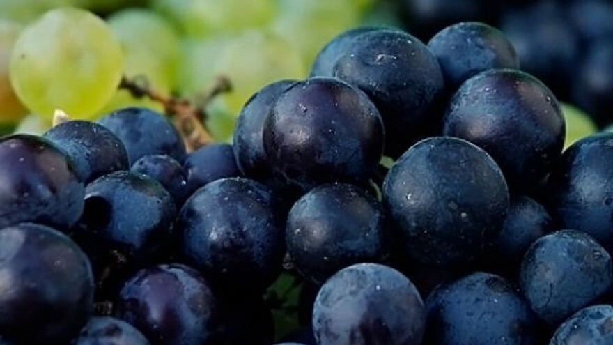 Iločki vinogradari na rubu bankrota