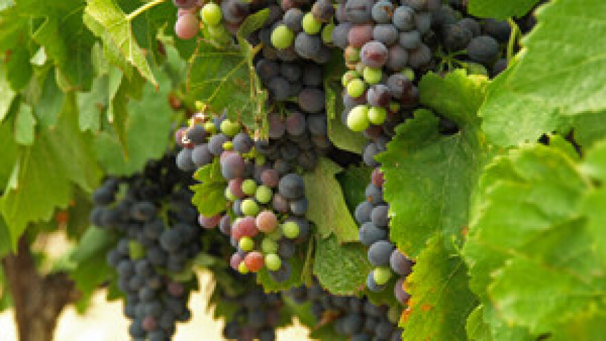 Zar bi i slavni dingač mogao otići na kvasinu?