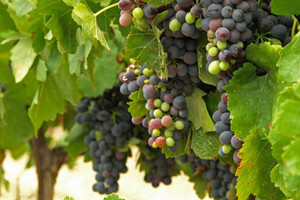 Izlazak iz Cefte ozbiljno ugrožava hrvatski izvoz vina