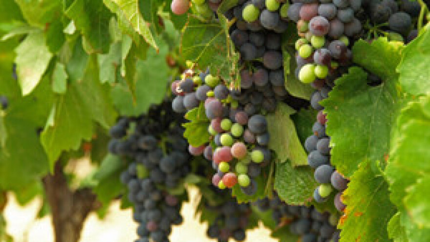 Izlazak iz Cefte ozbiljno ugrožava hrvatski izvoz vina