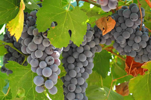 Vinogradari, oprezno sa sumporom