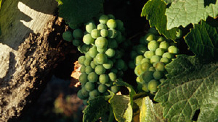 Zaštita vinograda u periodu zatvaranja grozda i u početku mekšanja boba