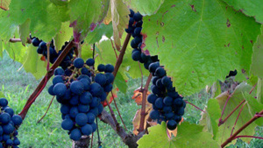 Enologija strategija vinarstva