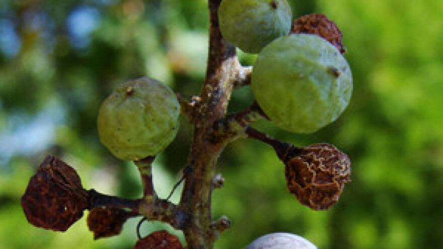 Od toplinskog udara vinova loza dobila "infarkt"