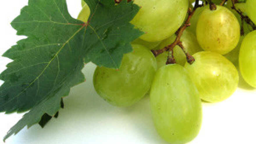 Završna prskanja u vinogradu