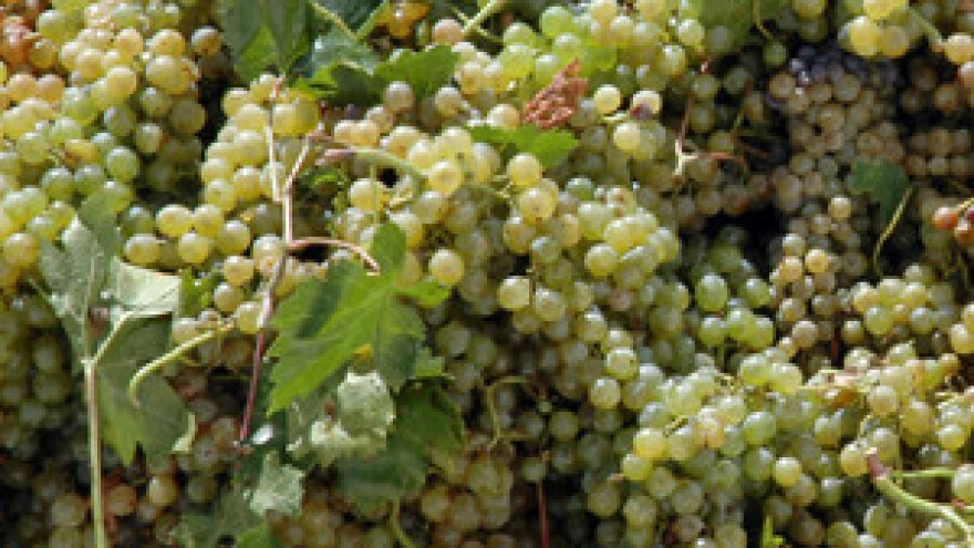 Zbog vrućina, berba već krajem kolovoza