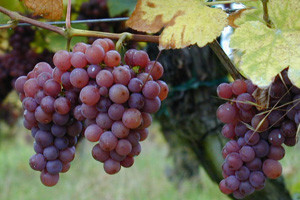 Škola za vinogradare i vinare