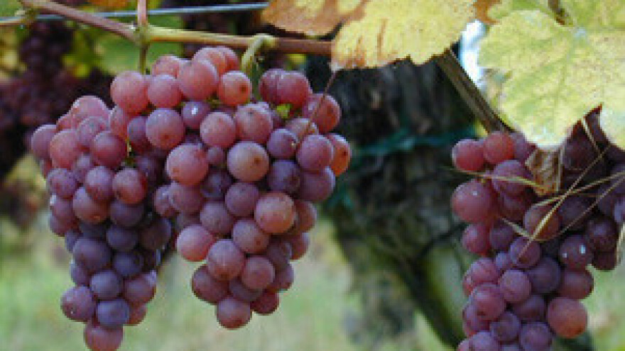 Škola za vinogradare i vinare