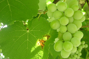 Otvorena vinoteka i točionica vina Iločkih podruma d.d.