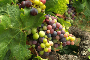 Vina kvalitetom i cijenom nisu dostigli izvoznu konkurentnost