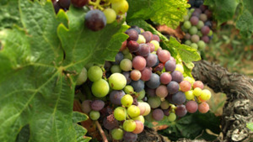 Vina kvalitetom i cijenom nisu dostigli izvoznu konkurentnost