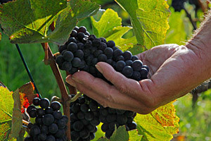 Kalkulacije vinogradarskih i vinarskih kultura 2012