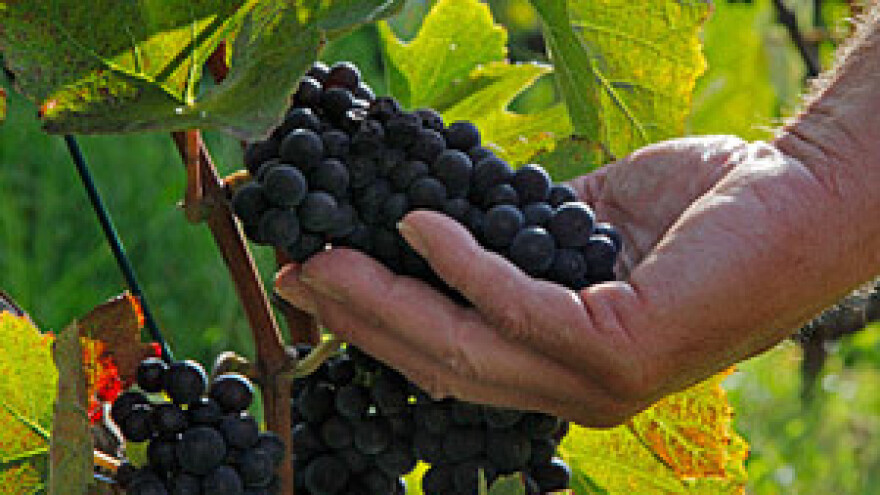 Kalkulacije vinogradarskih i vinarskih kultura 2012