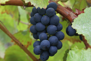 Vinarija "Dingač" vinogradarima s Pelješca duguje 50 milijuna kuna!