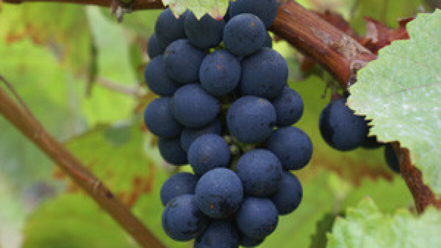 Vinarija "Dingač" vinogradarima s Pelješca duguje 50 milijuna kuna!