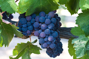Zbog vrućine i suše vinogradari ranije u berbu