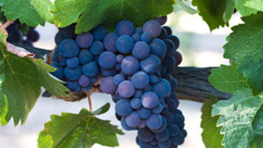 Zbog vrućine i suše vinogradari ranije u berbu