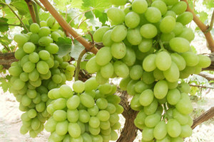 Završeni Dani vina otoka Krka