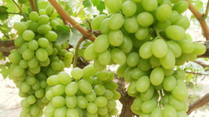 Završeni Dani vina otoka Krka