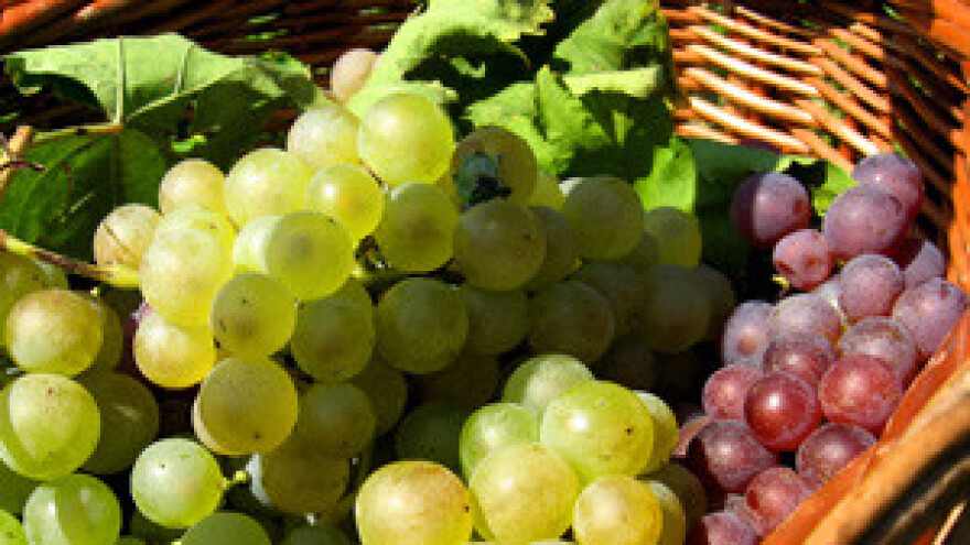 Baranjci nikad tako rano nisu brali grožđe