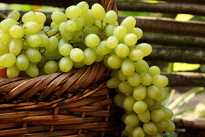 Ručno će obrati 170 hektara vinograda