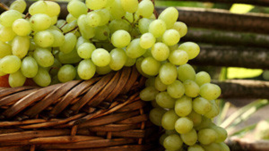 Ručno će obrati 170 hektara vinograda