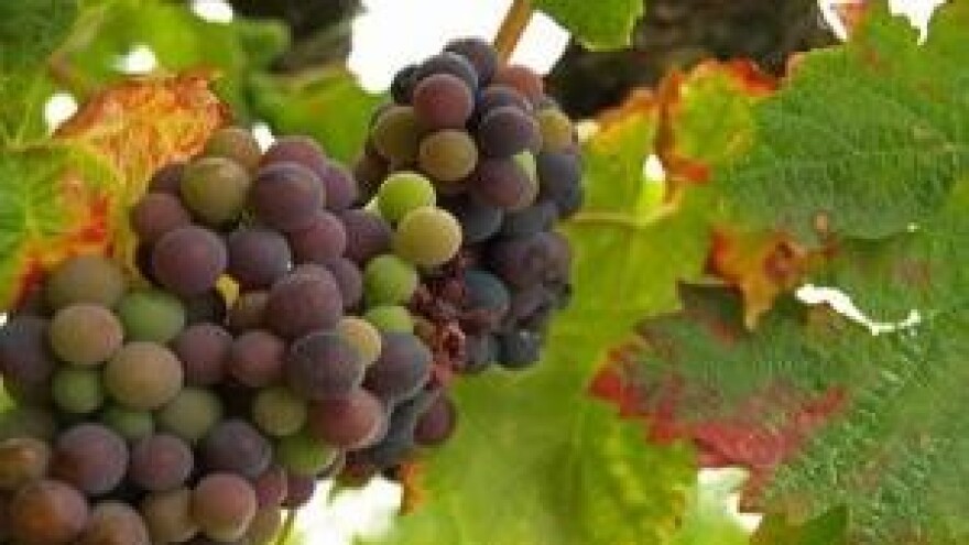 Mjere u zaštiti vinove loze