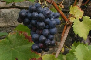 Od vina i maslinovog ulja može se živjeti