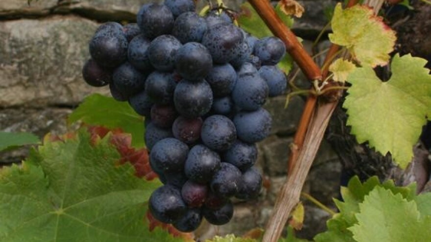 Od vina i maslinovog ulja može se živjeti