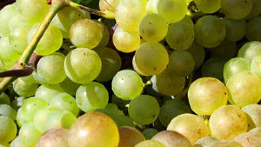 Berba počela, suša nije ugrozila kvalitetu