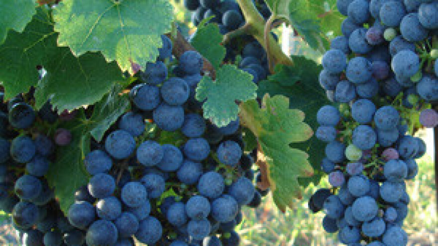 Slaba berba grožđa uzrokovat će globalnu nestašicu vina
