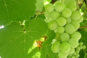 Trgovački lanci nude vino uz damping cijene